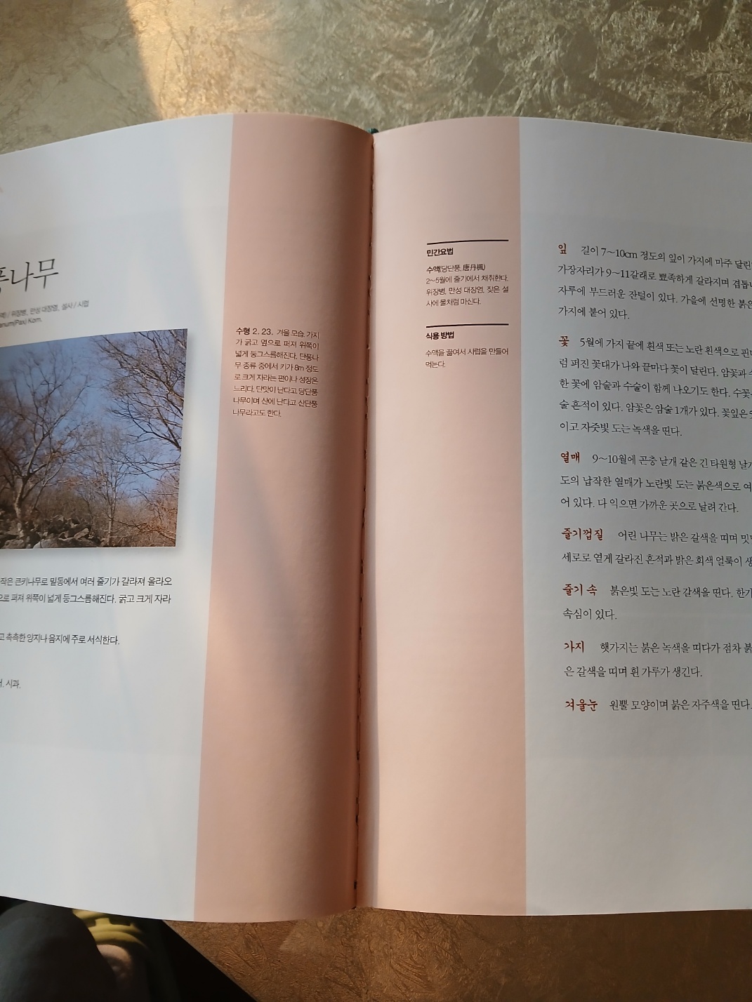 약초도감